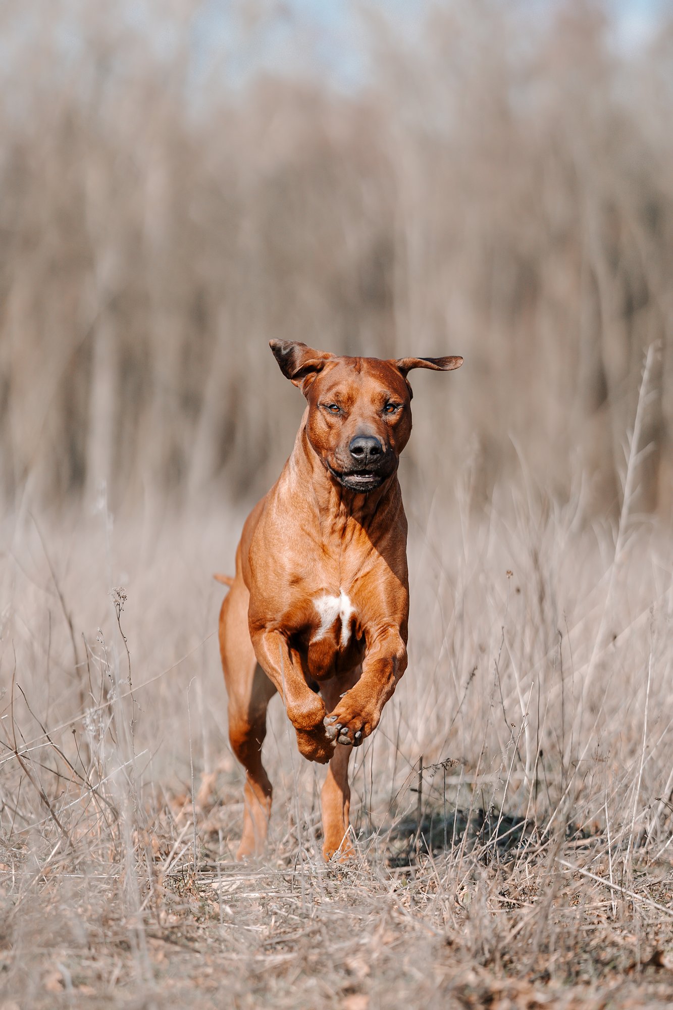 Redyland Whatever It Takes Ethan