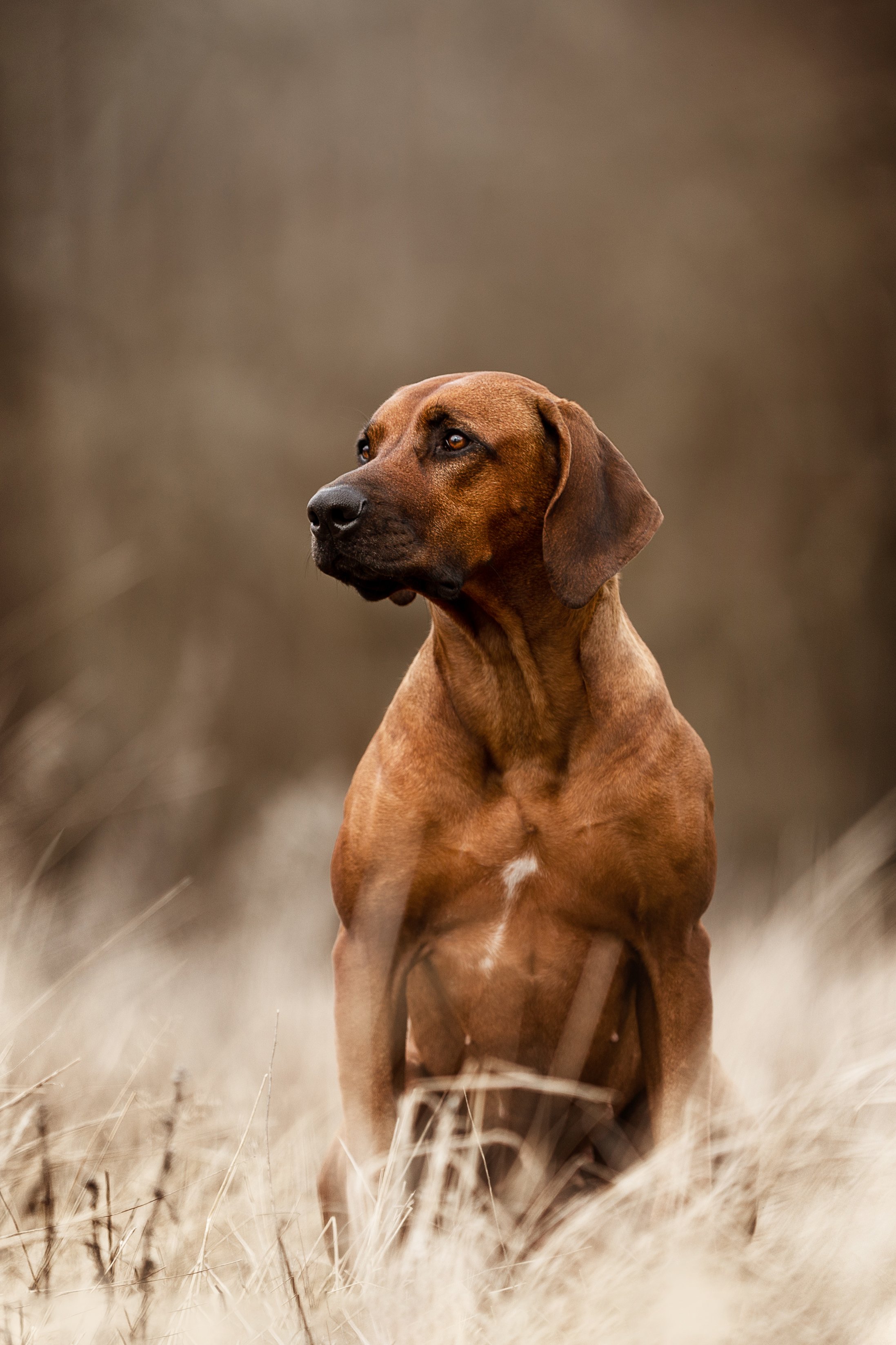 Nanyanika Azana Nyala