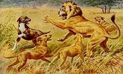 Lionhounds bei der Jagd
