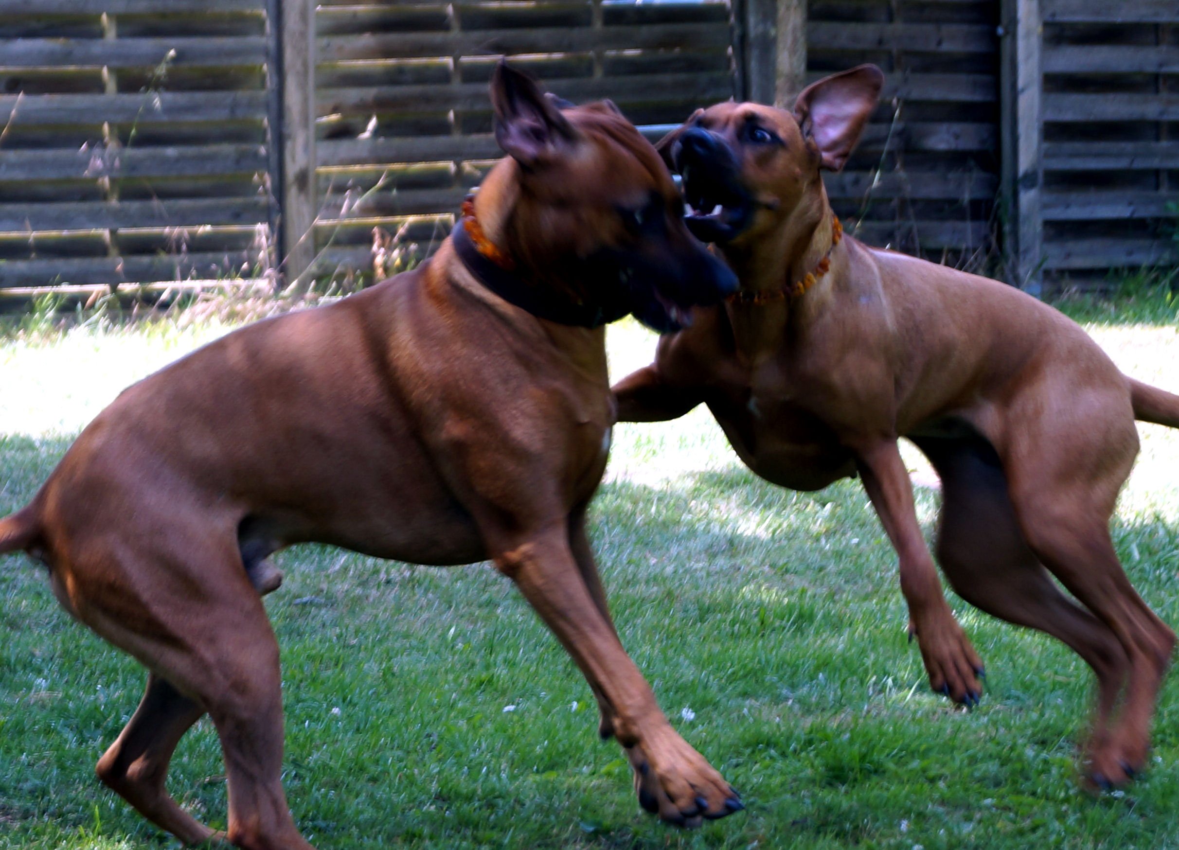 Khaya & Zuma
Schwesterlein und Brüderlein
immer zum Spielen aufgelegt Immer zum Spielen aufgelegt mit Zuma