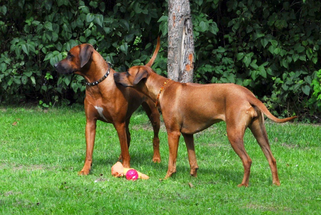 Bruder Kovu & Khaya Mit Bruder Kovu unterwegs