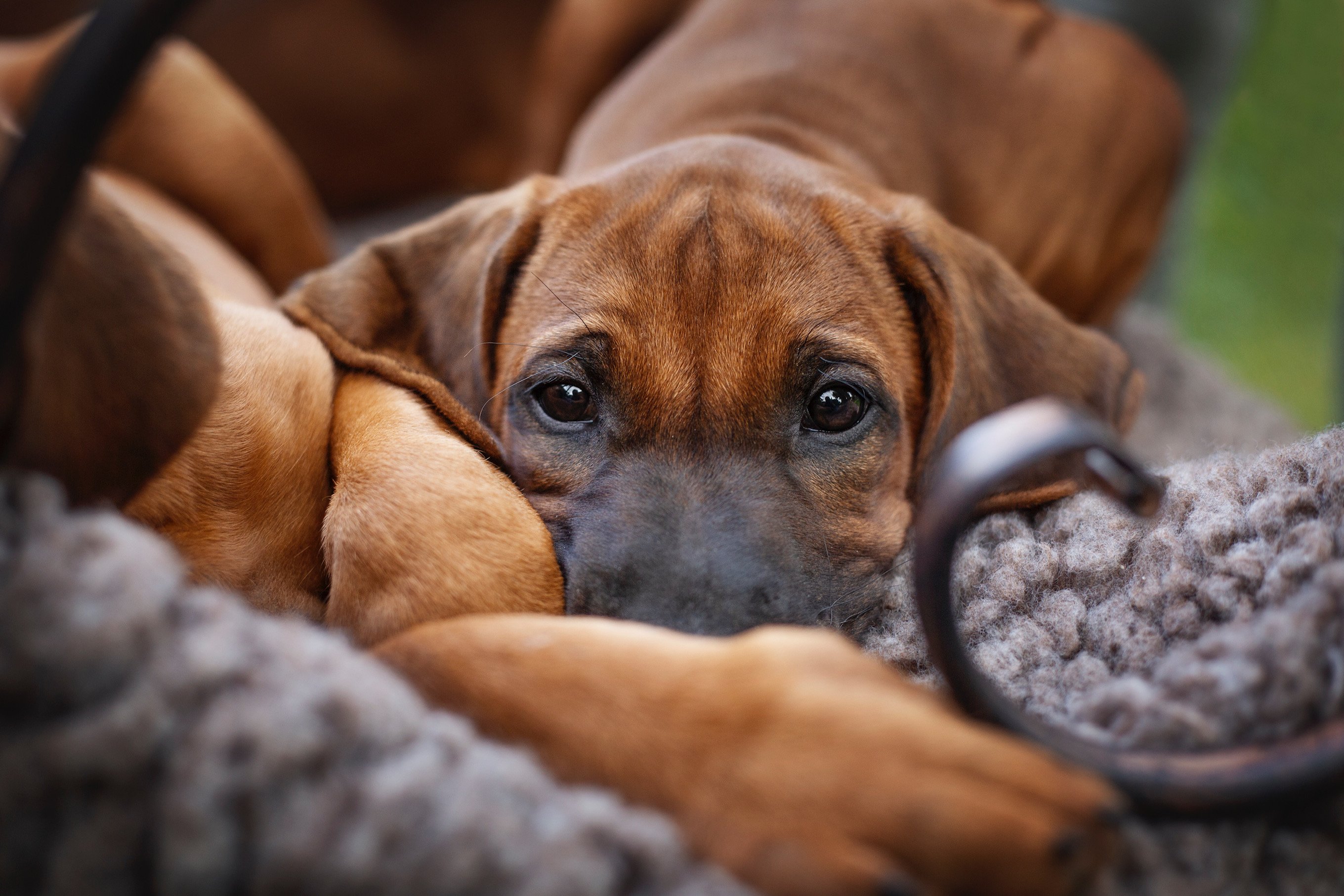 Nanyanika Baha Bahiya