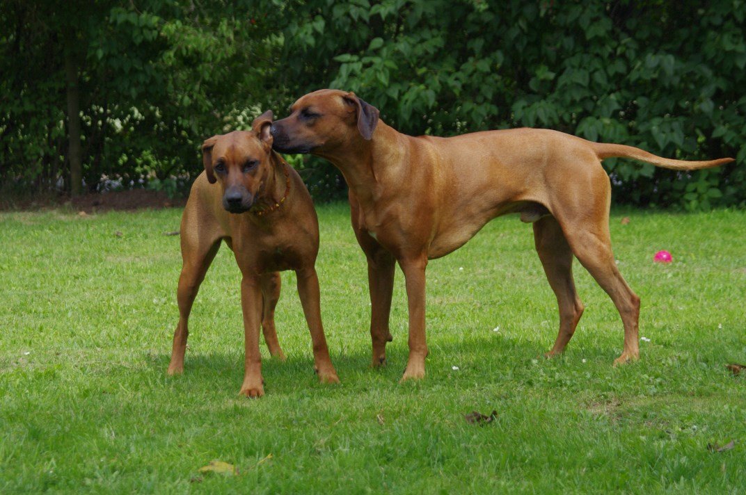 Bruder Zuma & Khaya Bruder Zuma flüstert ihr etwas ins Ohr