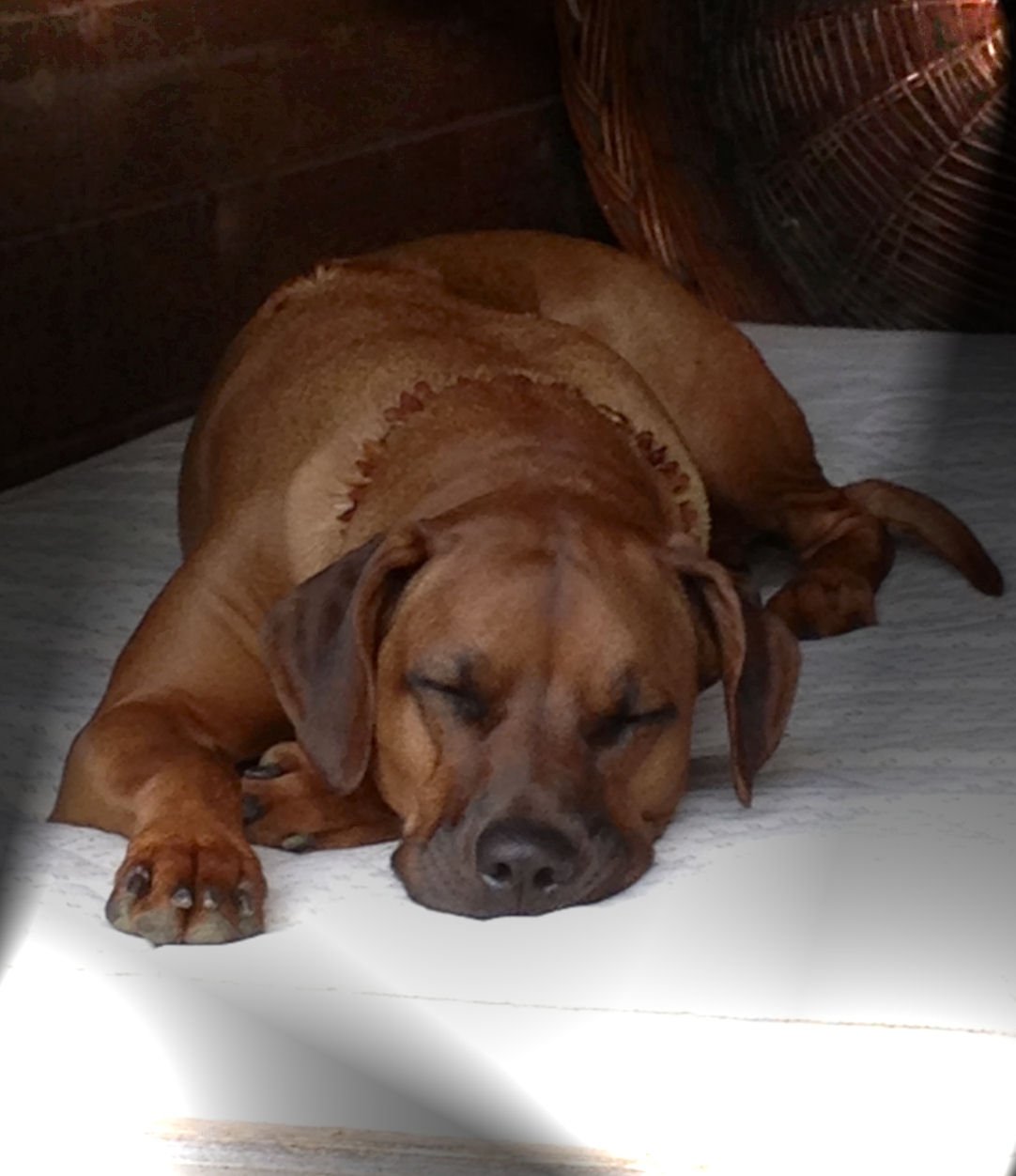 Khaya Khaya beim Chillen