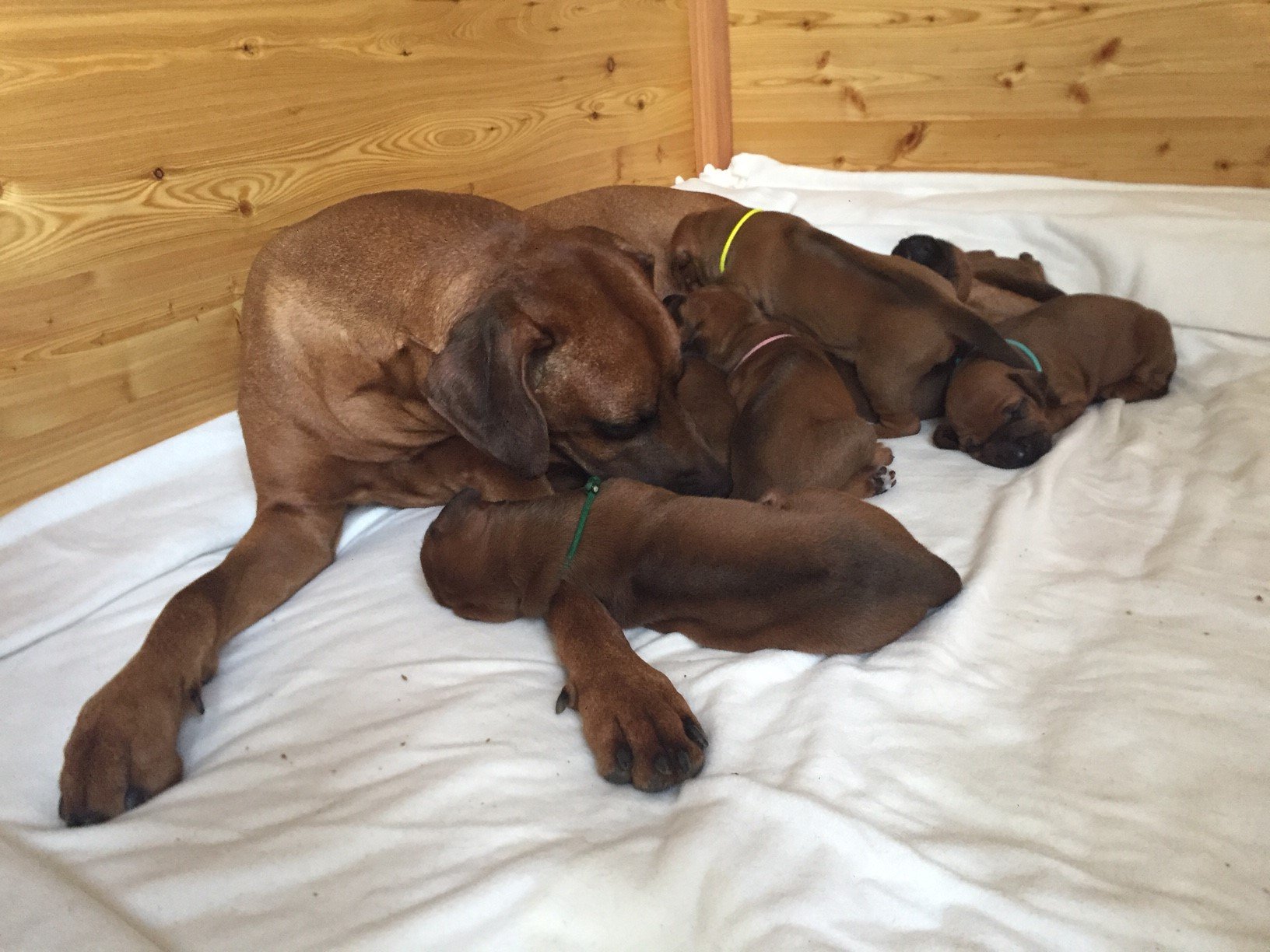 Mama Khaya einfach nur Mama