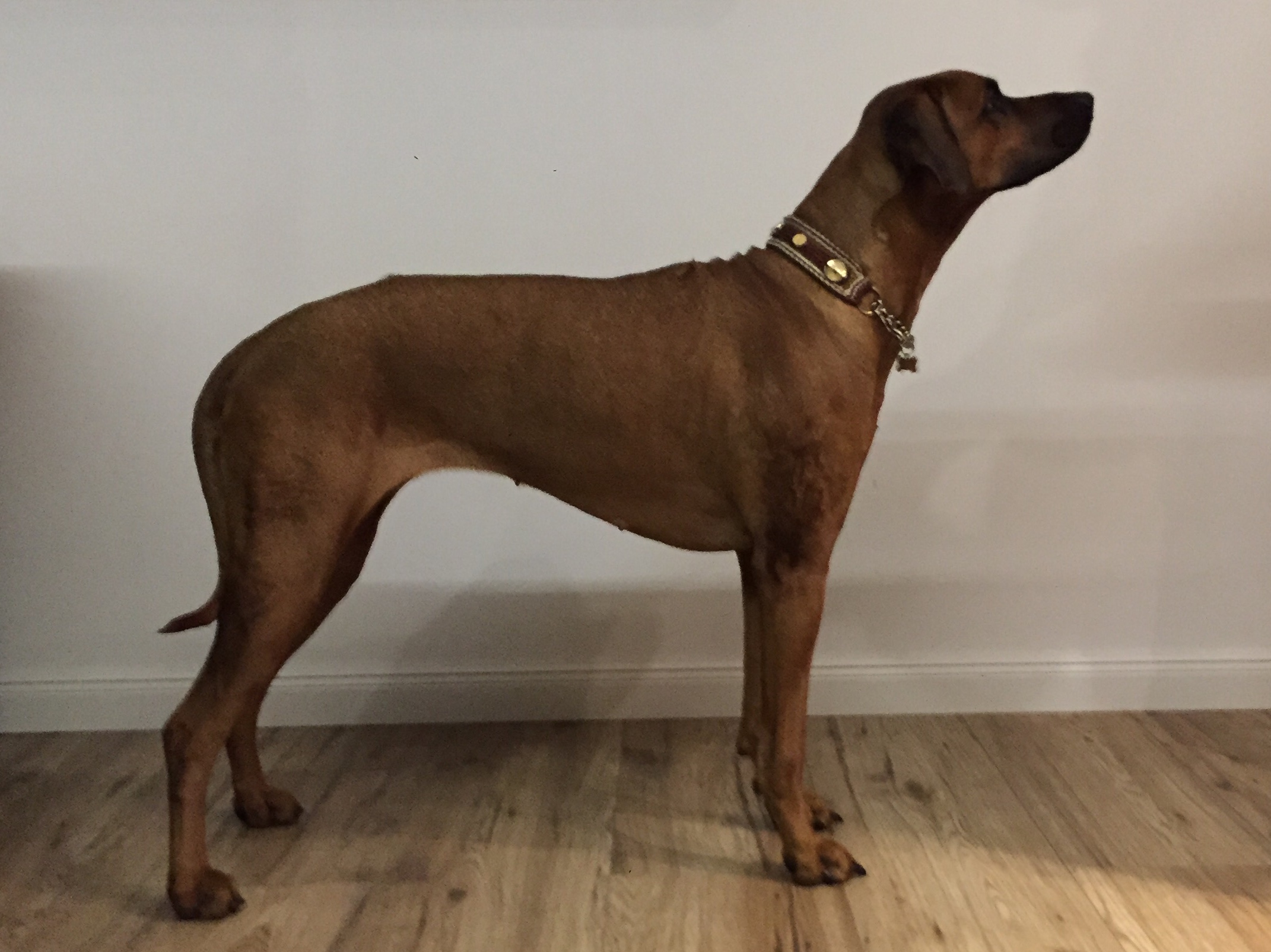 1. Tag nach dem Decken 1. Tag nach dem Decken