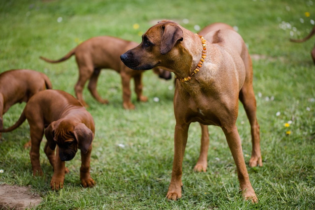 Mama Khaya hat immer alles im Blick Mami verliert nie den Überblick