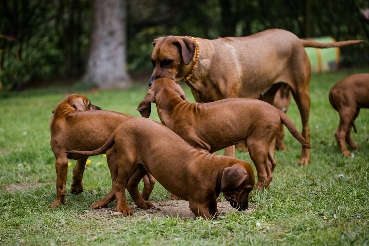 Mama Khaya passt immer gut auf Mama Khaya passt immer gut auf