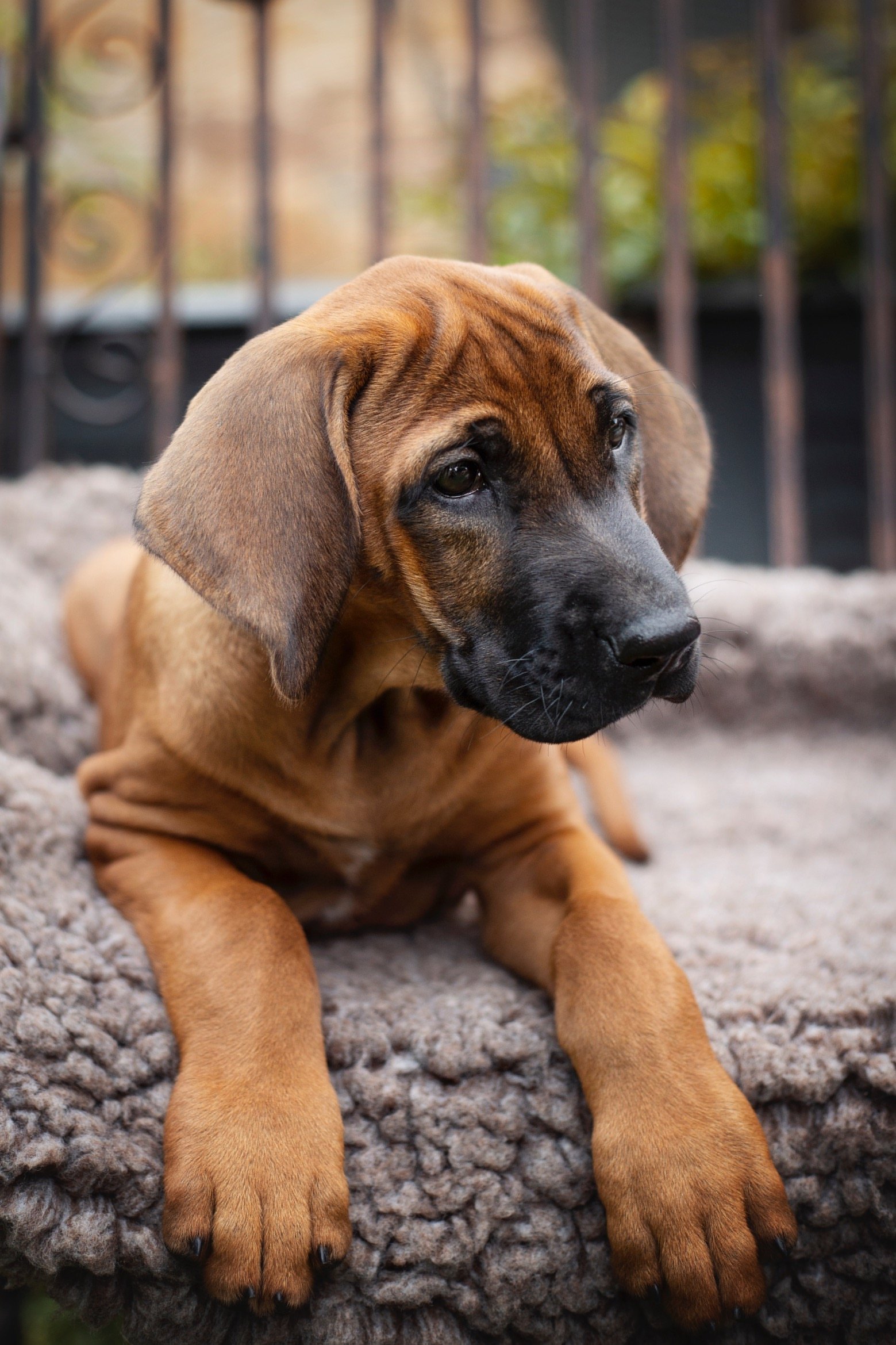 Nanyanika Baha Lubaya