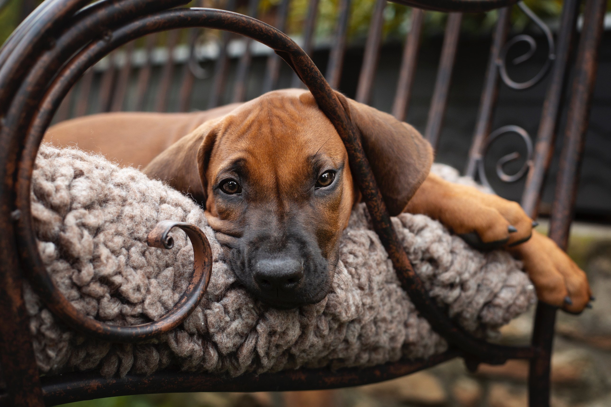 Nanyanika Baba Jasiri