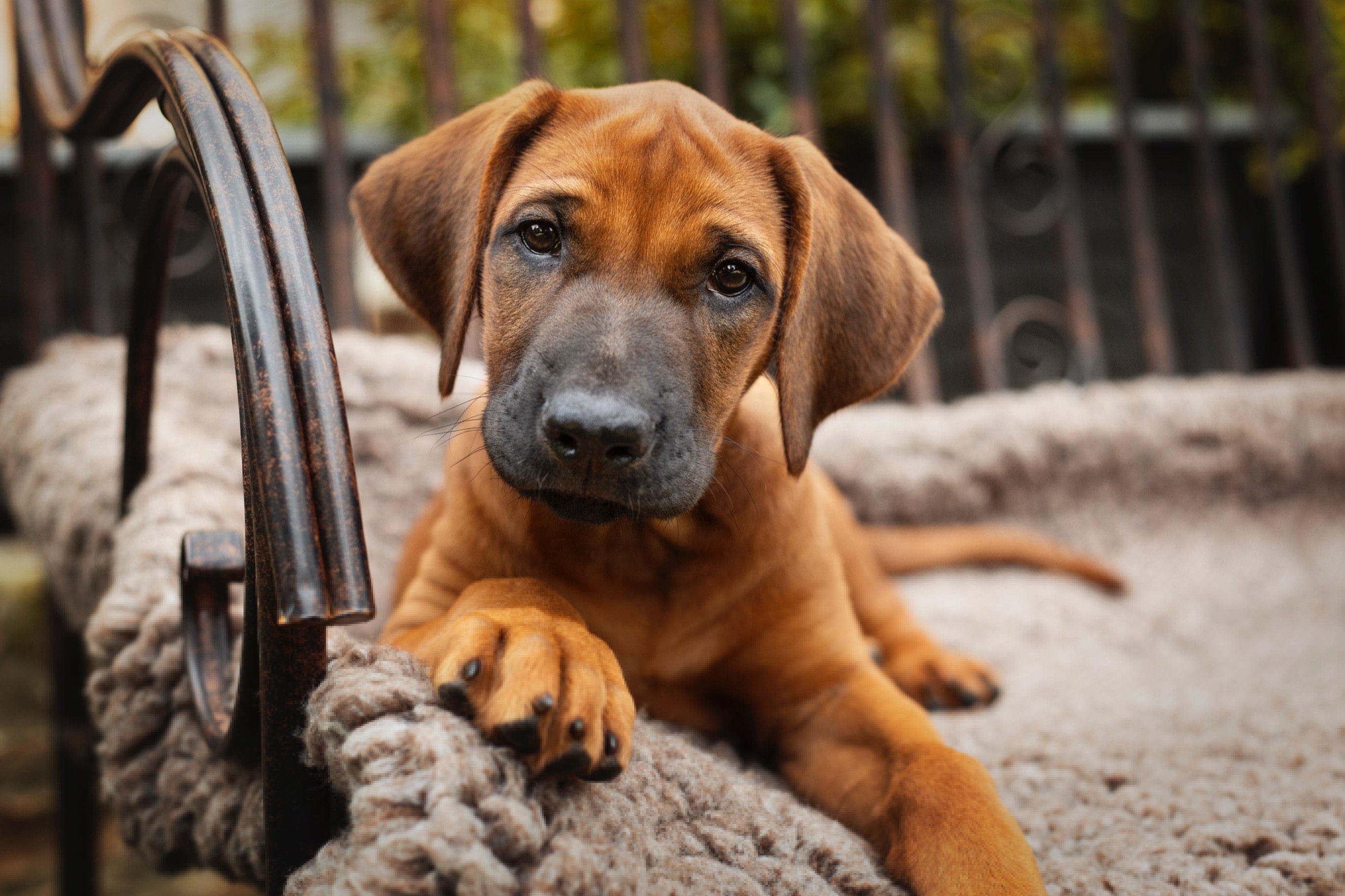 Nanyanika Baba Imani