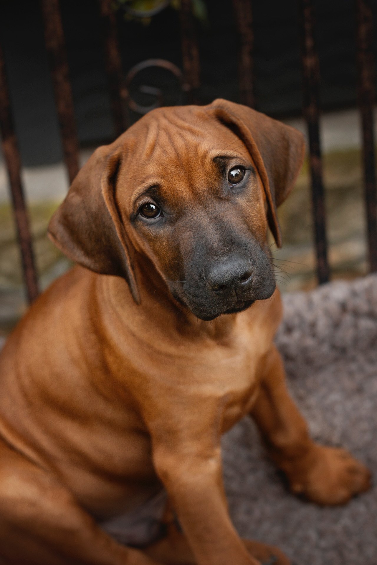 Nanyanika Baha Basha